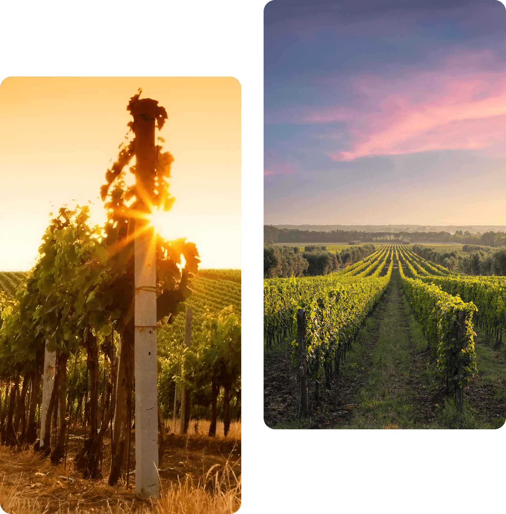 Sunlit vineyard with lush grapevines