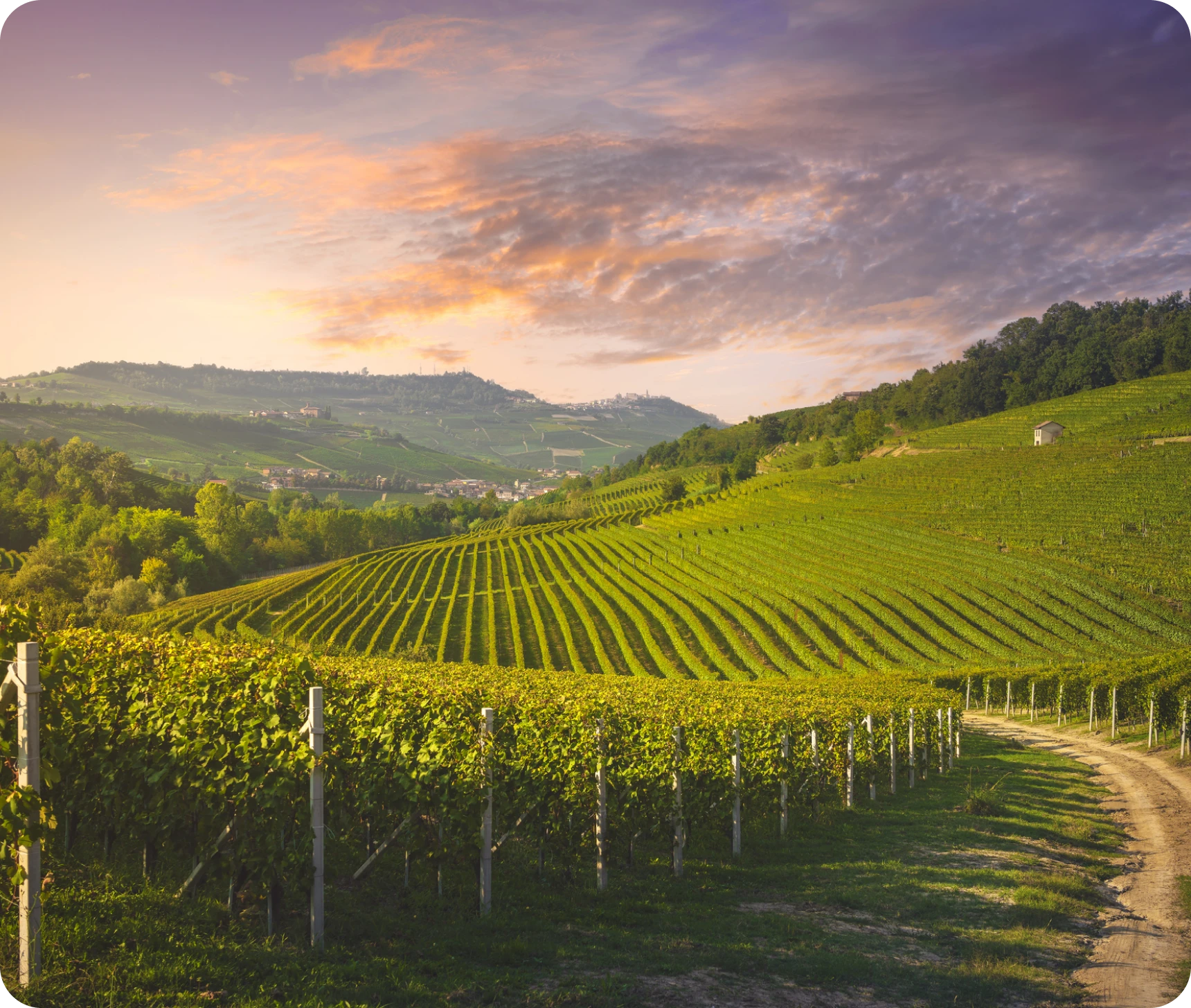 Vineyard landscape at sunset