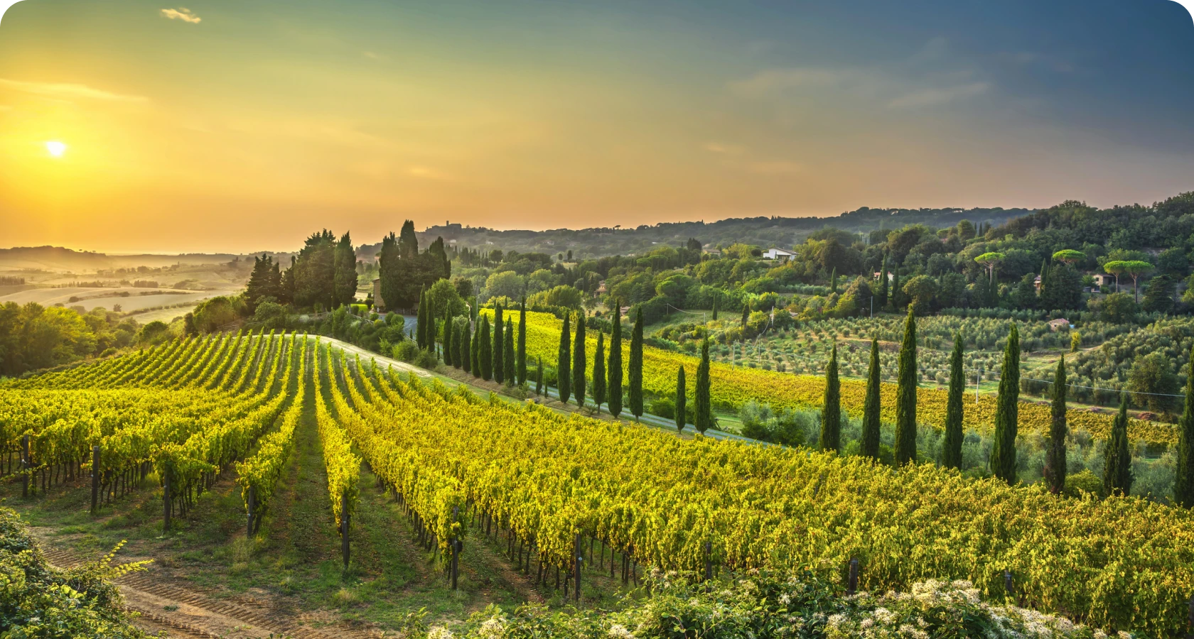 Scenic vineyard in golden light